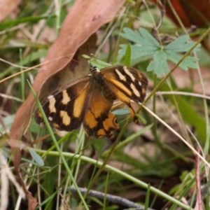 Heteronympha banksii at Cotter River, ACT - suppressed