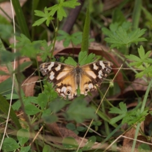 Heteronympha banksii at Cotter River, ACT - suppressed