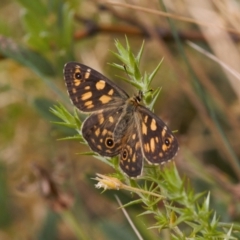 Oreixenica latialis (Small Alpine Xenica) at Cotter River, ACT - 30 Mar 2022 by RAllen