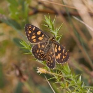 Oreixenica latialis at Cotter River, ACT - suppressed