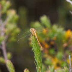 Diplacodes bipunctata (Wandering Percher) at Namadgi National Park - 30 Mar 2022 by RAllen