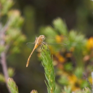 Diplacodes bipunctata at Cotter River, ACT - 30 Mar 2022 02:24 PM