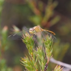 Diplacodes bipunctata at Cotter River, ACT - 30 Mar 2022 02:24 PM