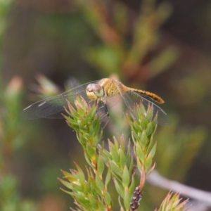 Diplacodes bipunctata at Cotter River, ACT - 30 Mar 2022 02:24 PM