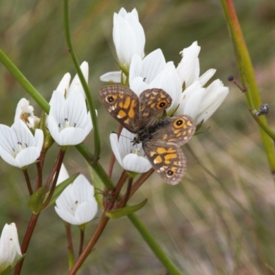 Oreixenica latialis (Small Alpine Xenica) at Namadgi National Park - 30 Mar 2022 by RAllen
