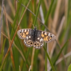 Oreixenica latialis at Cotter River, ACT - suppressed