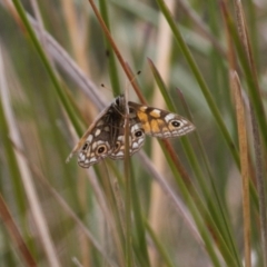 Oreixenica latialis at Cotter River, ACT - suppressed