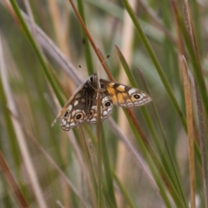 Oreixenica latialis at Cotter River, ACT - suppressed