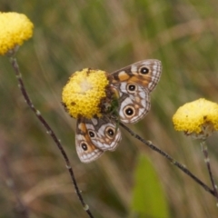 Oreixenica latialis at Cotter River, ACT - suppressed