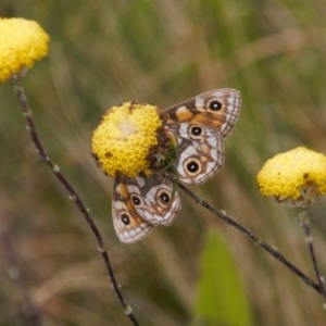 Oreixenica latialis at Cotter River, ACT - suppressed