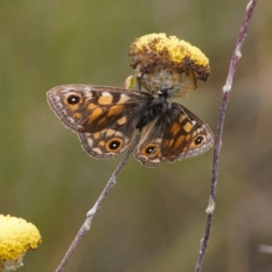 Oreixenica latialis at Cotter River, ACT - suppressed