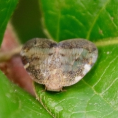 Scolypopa australis (Passionvine hopper, Fluffy bum) at QPRC LGA - 31 Mar 2022 by LisaH