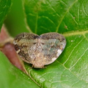 Scolypopa australis at Braidwood, NSW - 31 Mar 2022