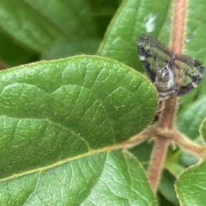 Scolypopa australis at Braidwood, NSW - 31 Mar 2022