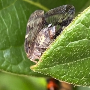 Scolypopa australis at Braidwood, NSW - 31 Mar 2022