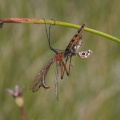 Harpobittacus australis (Hangingfly) at Namadgi National Park - 30 Mar 2022 by RAllen