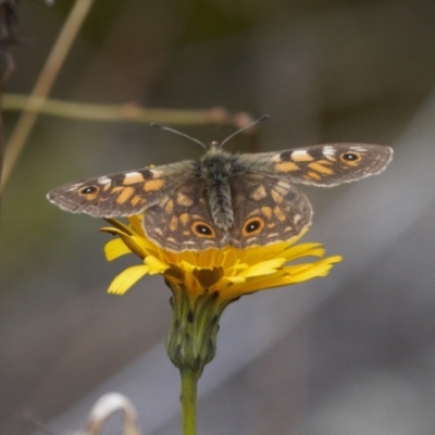 Oreixenica latialis (Small Alpine Xenica) at Cotter River, ACT - 30 Mar 2022 by RAllen