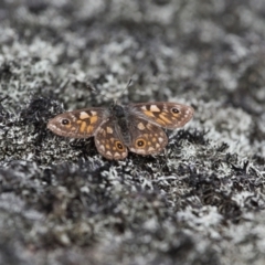 Oreixenica latialis at Cotter River, ACT - 30 Mar 2022