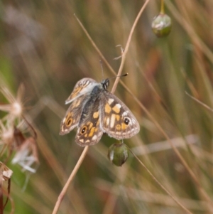 Oreixenica latialis at Cotter River, ACT - 30 Mar 2022