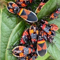 Dindymus versicolor (Harlequin Bug) at Braidwood, NSW - 31 Mar 2022 by LisaH