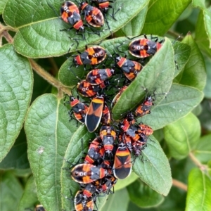 Dindymus versicolor at Braidwood, NSW - 31 Mar 2022