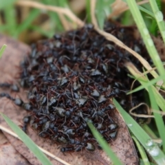 Dolichoderus doriae (Dolly ant) at Mongarlowe, NSW - 30 Mar 2022 by LisaH