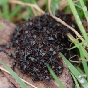 Dolichoderus doriae at Mongarlowe, NSW - 30 Mar 2022