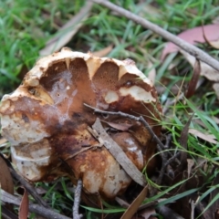 zz bolete at Mongarlowe, NSW - 30 Mar 2022 by LisaH