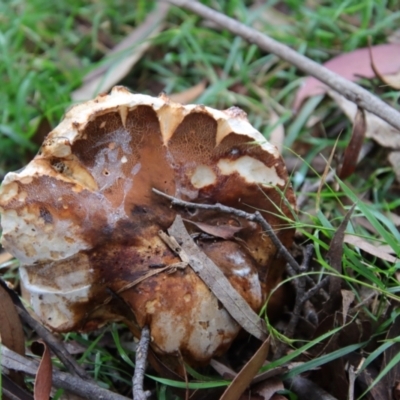 zz bolete at Mongarlowe River - 30 Mar 2022 by LisaH