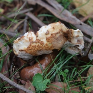 zz bolete at Mongarlowe, NSW - 30 Mar 2022