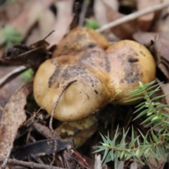 Unidentified Puffball & the like (TBC) at Mongarlowe, NSW - 30 Mar 2022 by LisaH