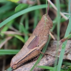 Percassa rugifrons (Mountain Grasshopper) at Mongarlowe, NSW - 30 Mar 2022 by LisaH