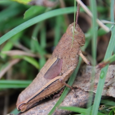 Percassa rugifrons (Mountain Grasshopper) at QPRC LGA - 30 Mar 2022 by LisaH