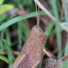 Percassa rugifrons at Mongarlowe, NSW - 30 Mar 2022