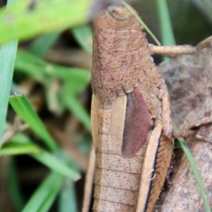 Percassa rugifrons at Mongarlowe, NSW - 30 Mar 2022