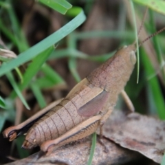 Percassa rugifrons at Mongarlowe, NSW - 30 Mar 2022