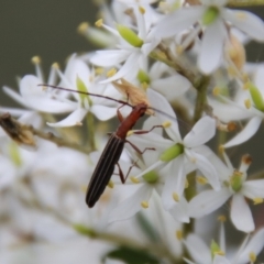 Syllitus rectus (Longhorn beetle) at Mongarlowe, NSW - 30 Mar 2022 by LisaH