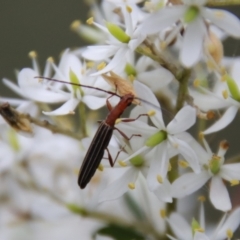 Syllitus microps (Longicorn or Longhorn beetle) at Mongarlowe River - 30 Mar 2022 by LisaH