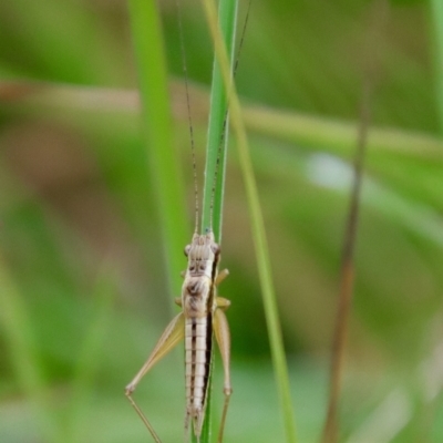 Merrinella tandanya at Mongarlowe River - 30 Mar 2022 by LisaH