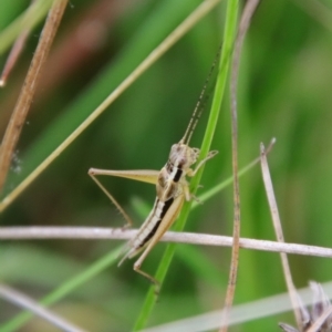 Merrinella tandanya at Mongarlowe, NSW - suppressed