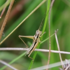 Merrinella tandanya at Mongarlowe, NSW - 30 Mar 2022