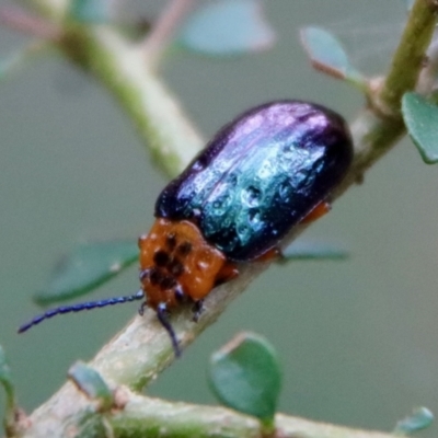 Lamprolina (genus) (Pittosporum leaf beetle) at Mongarlowe, NSW - 30 Mar 2022 by LisaH