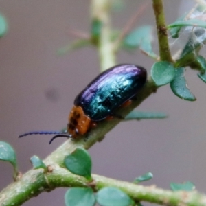 Lamprolina (genus) at Mongarlowe, NSW - suppressed