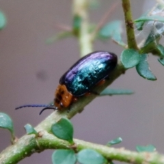 Lamprolina (genus) at Mongarlowe, NSW - 30 Mar 2022