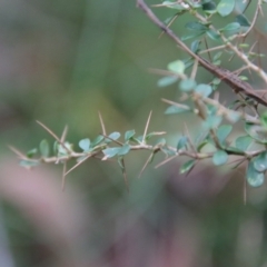 Bursaria spinosa (Native Blackthorn) at Mongarlowe, NSW - 30 Mar 2022 by LisaH