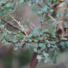 Bursaria spinosa at Mongarlowe, NSW - 30 Mar 2022