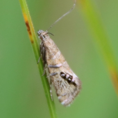 Glyphipterix iometalla (A Sedge moth) at QPRC LGA - 30 Mar 2022 by LisaH
