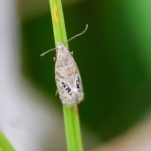 Glyphipterix iometalla at suppressed - 30 Mar 2022