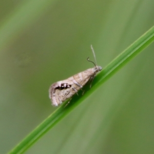 Glyphipterix iometalla at suppressed - 30 Mar 2022