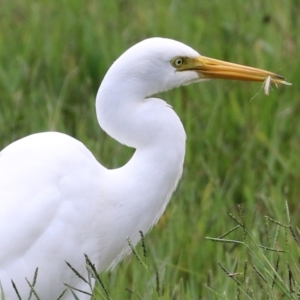 Ardea plumifera at Fyshwick, ACT - 31 Mar 2022